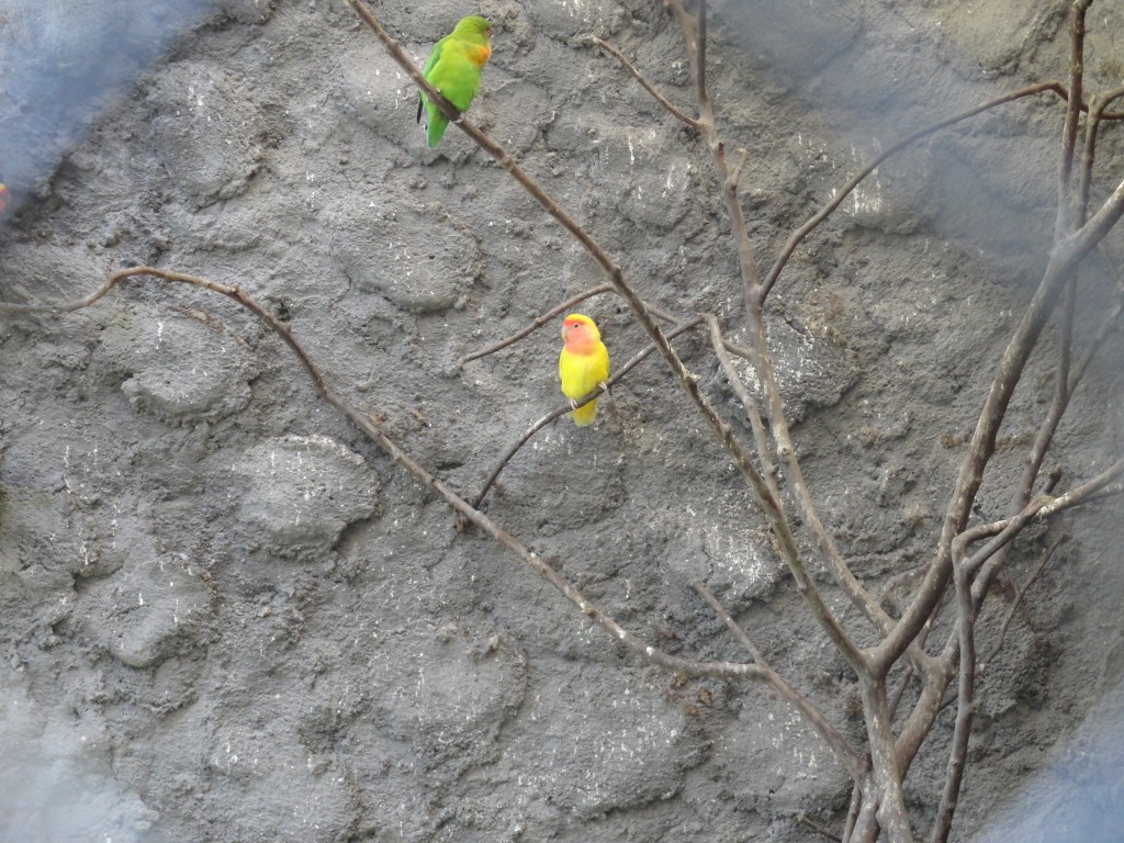 Foto: Pericos - Baños (Tungurahua), Ecuador