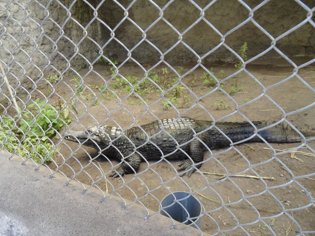 Foto: lagarto - Baños (Tungurahua), Ecuador