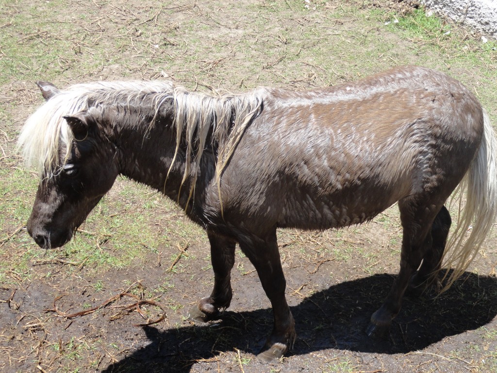 Foto: Pony - Baños (Tungurahua), Ecuador