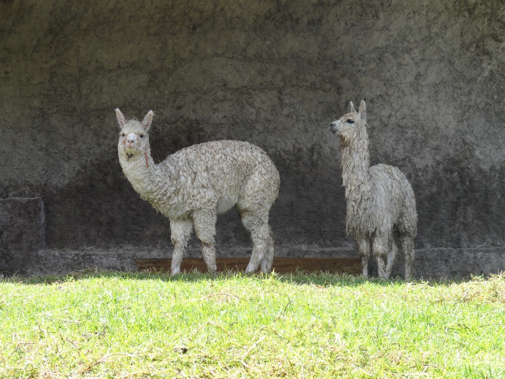 Foto: Alpacas - Baños (Tungurahua), Ecuador