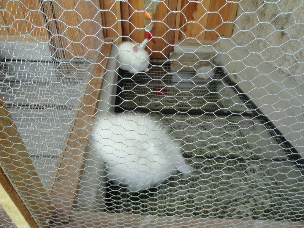 Foto: Conejos - Baños (Tungurahua), Ecuador