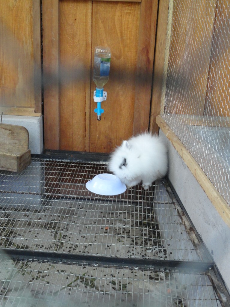 Foto: Conejos - Baños (Tungurahua), Ecuador