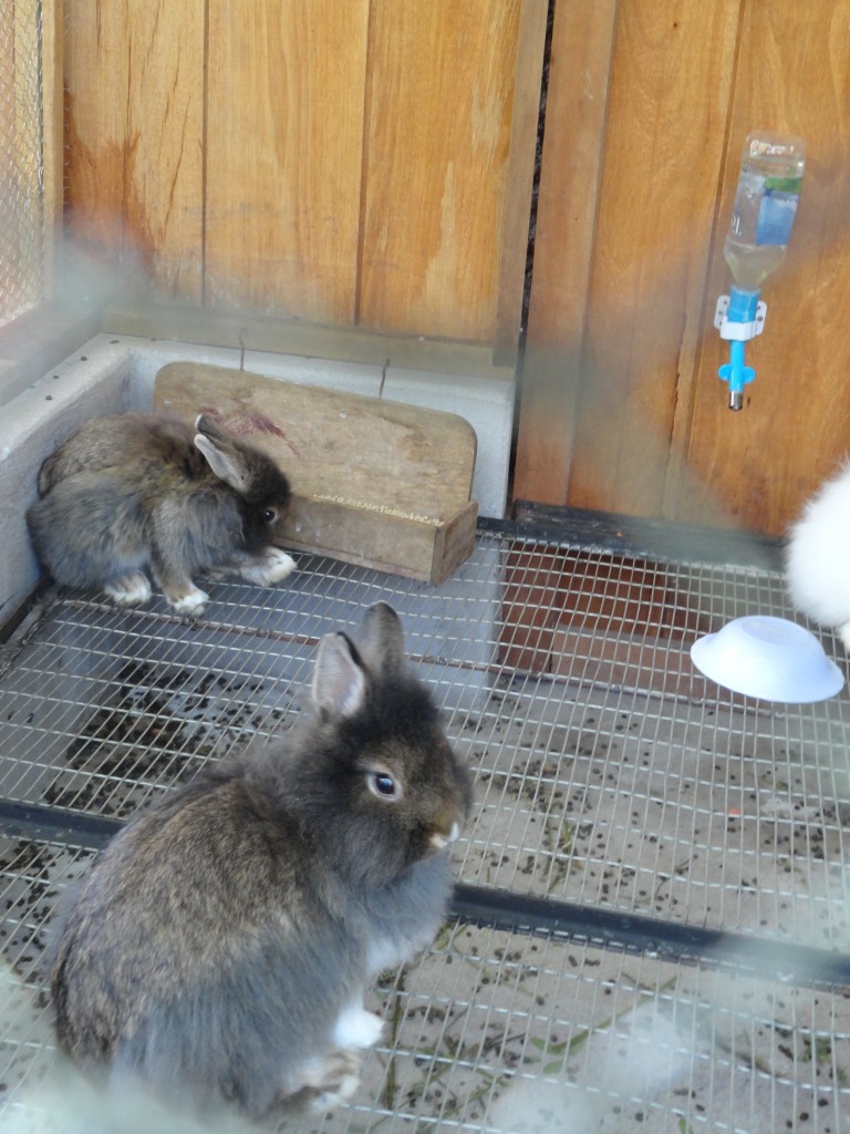Foto: Conejos - Baños (Tungurahua), Ecuador