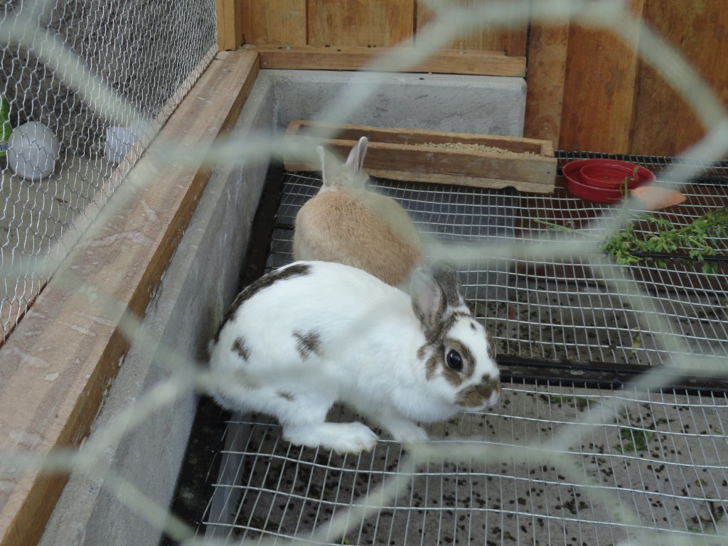 Foto: Conejo - Baños (Tungurahua), Ecuador
