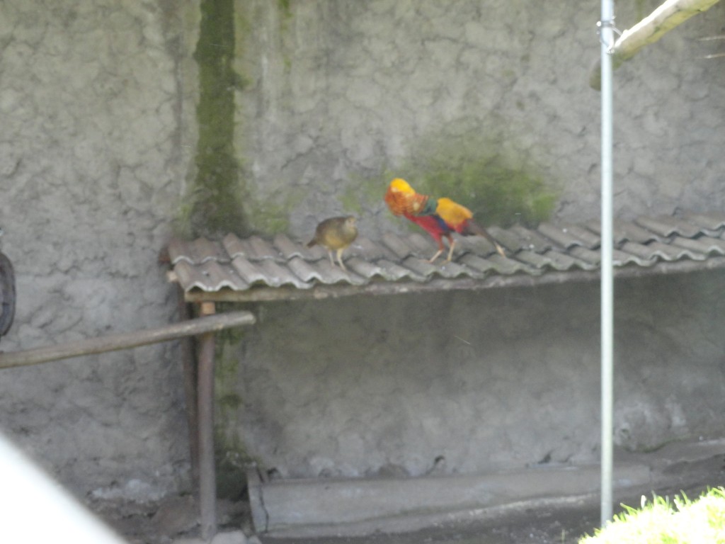 Foto: Aves - Baños (Tungurahua), Ecuador