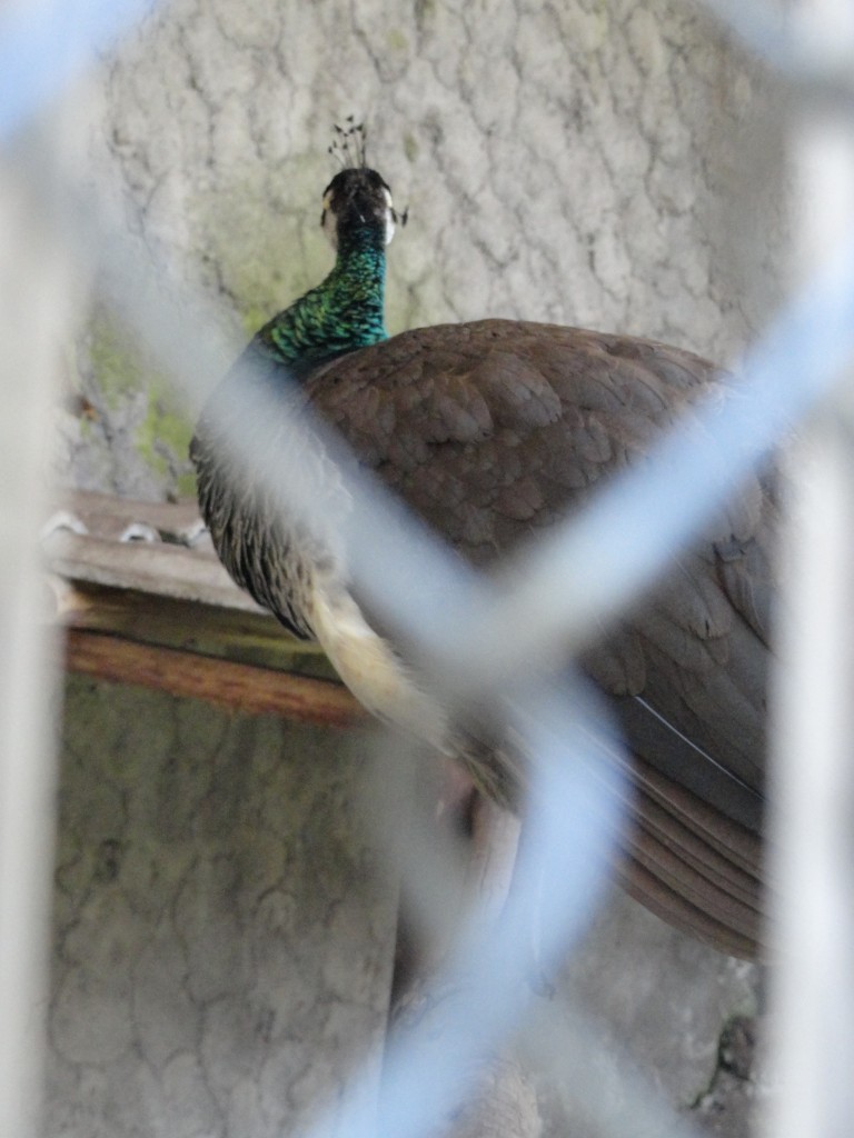 Foto: pavo real - Baños (Tungurahua), Ecuador