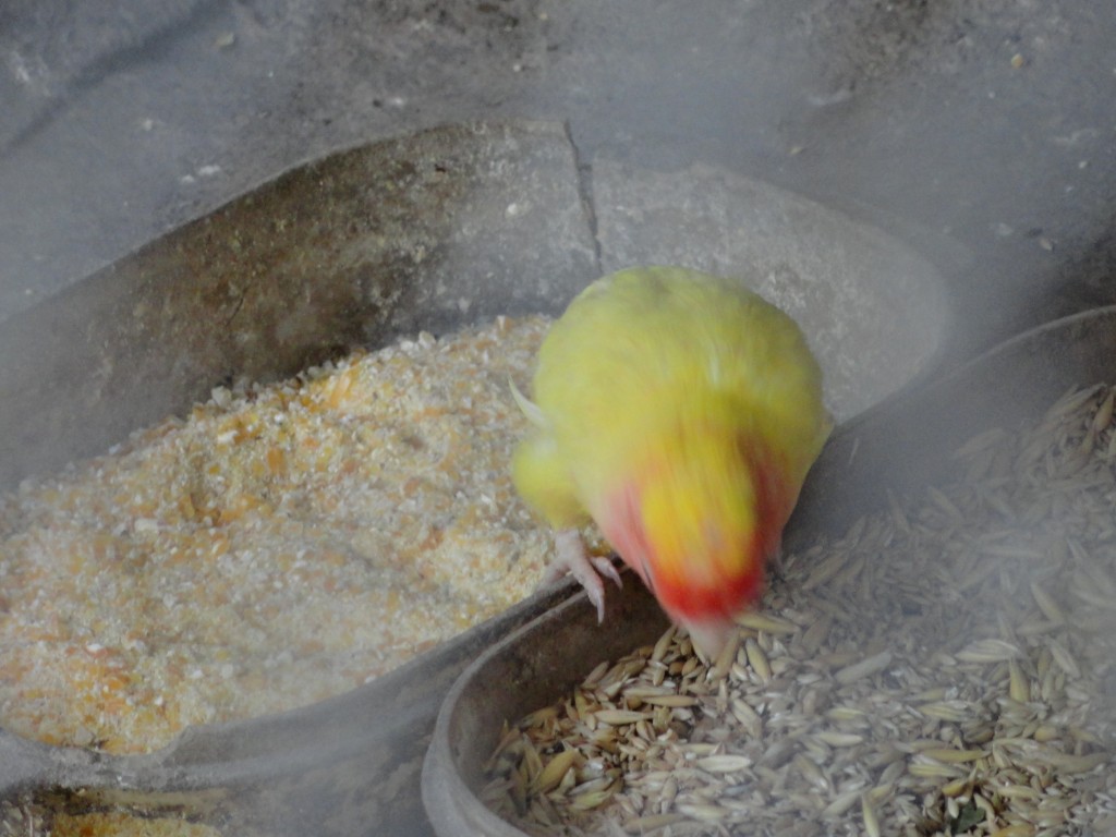 Foto: Perico - Baños (Tungurahua), Ecuador