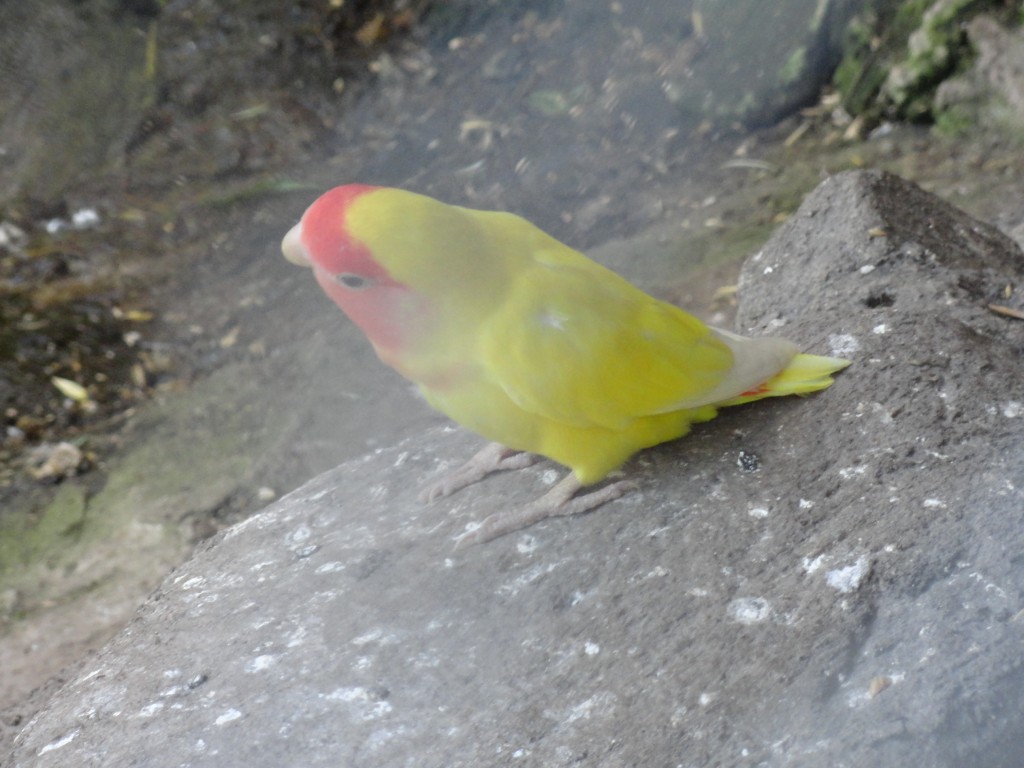Foto: Perico - Baños (Tungurahua), Ecuador