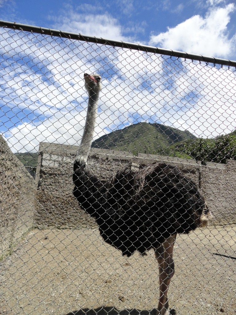 Foto: Avestrus - Baños (Tungurahua), Ecuador