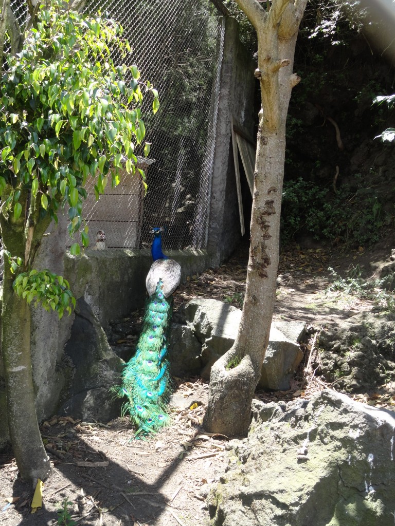 Foto: Pavo real - Baños (Tungurahua), Ecuador