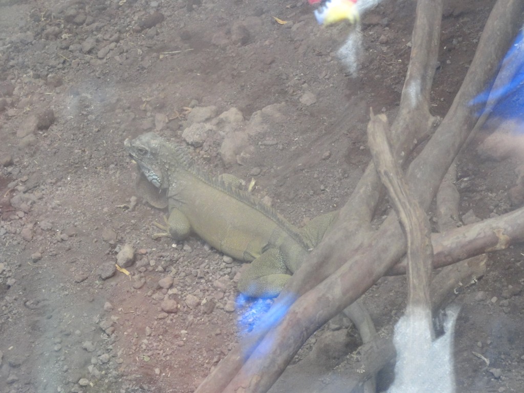 Foto: Iguana - Baños (Tungurahua), Ecuador