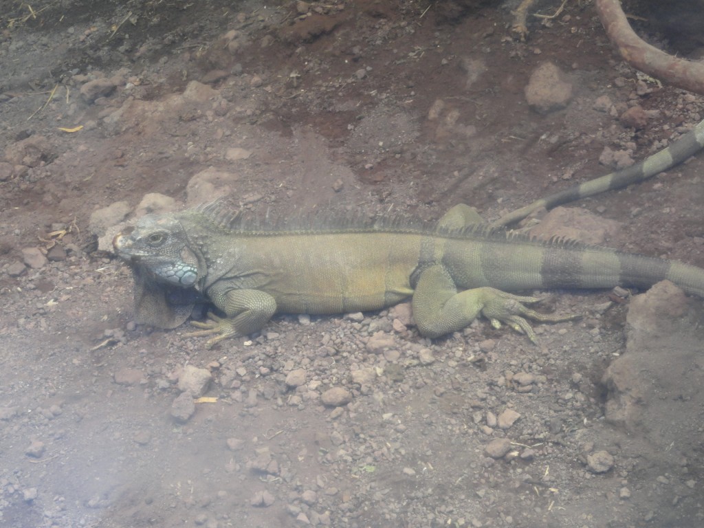 Foto: Iguana - Baños (Tungurahua), Ecuador