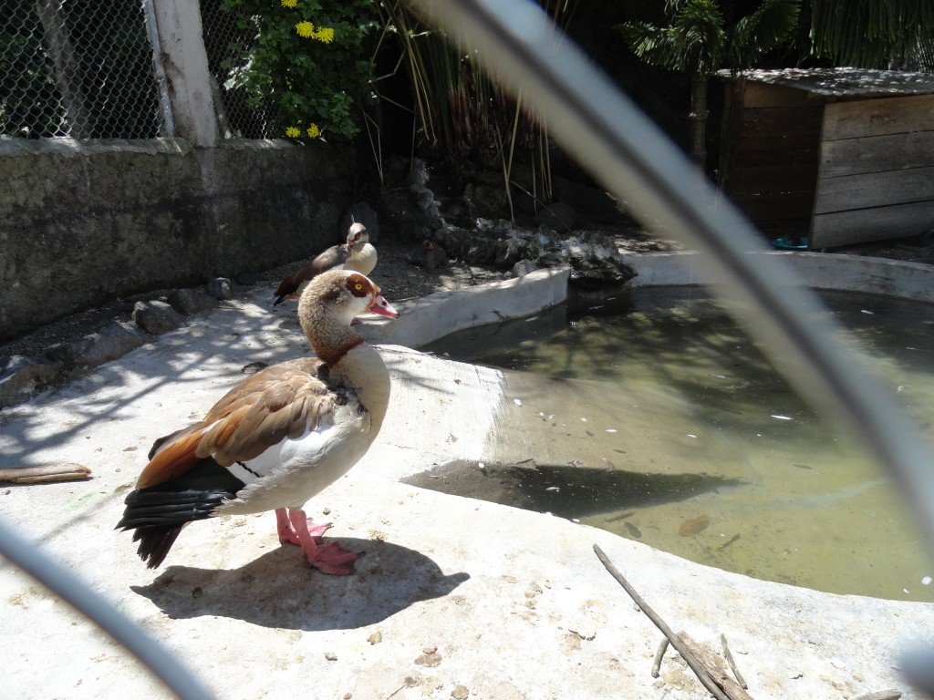 Foto: Pato - Baños (Tungurahua), Ecuador
