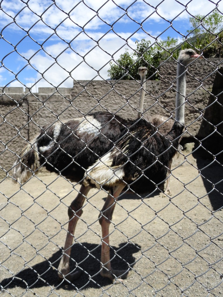 Foto: Avestrus - Baños (Tungurahua), Ecuador