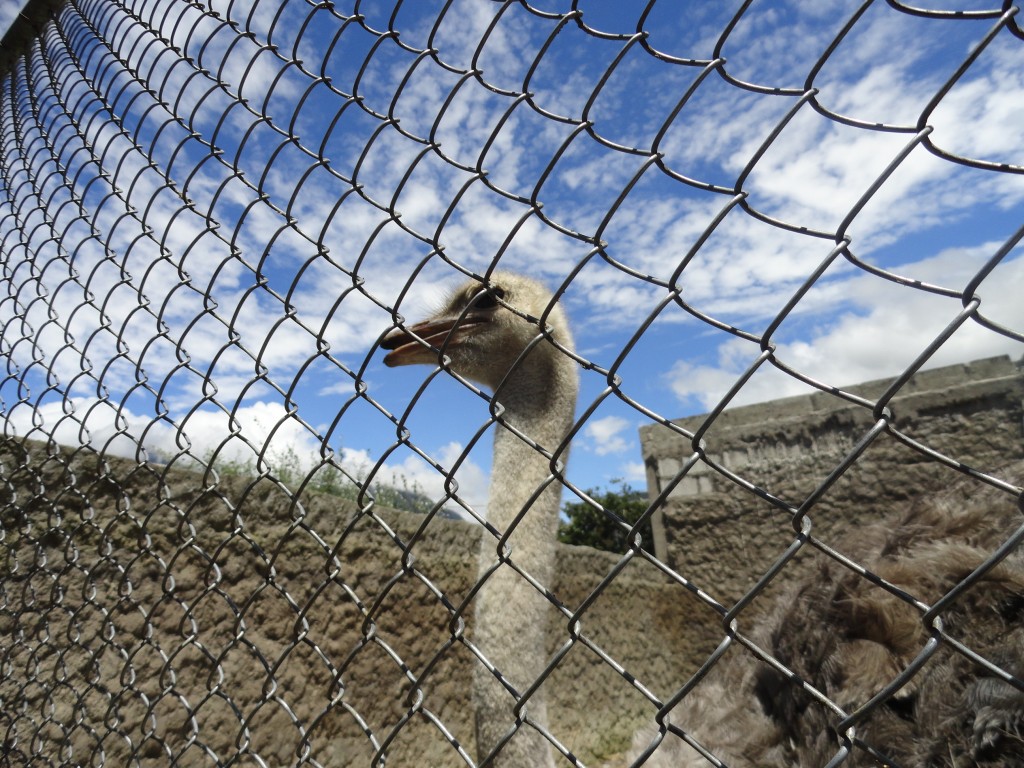 Foto: Avestrus - Baños (Tungurahua), Ecuador