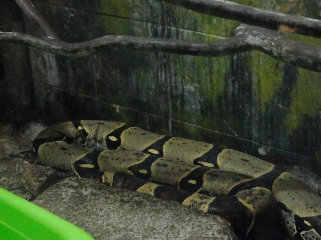 Foto: Boa - Baños (Tungurahua), Ecuador