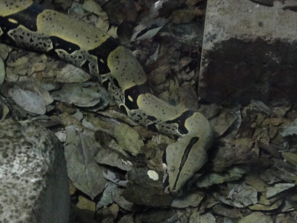 Foto: Boa - Baños (Tungurahua), Ecuador