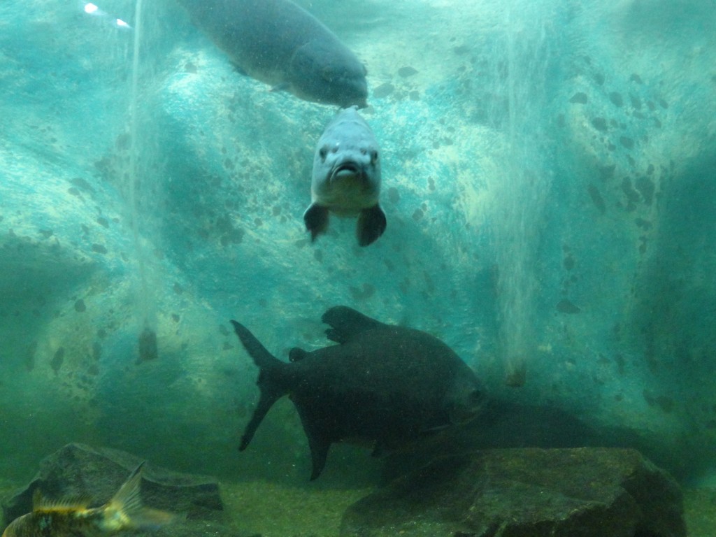 Foto: Carpas pez - Baños (Tungurahua), Ecuador