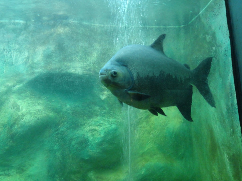 Foto: carpas pez - Baños (Tungurahua), Ecuador