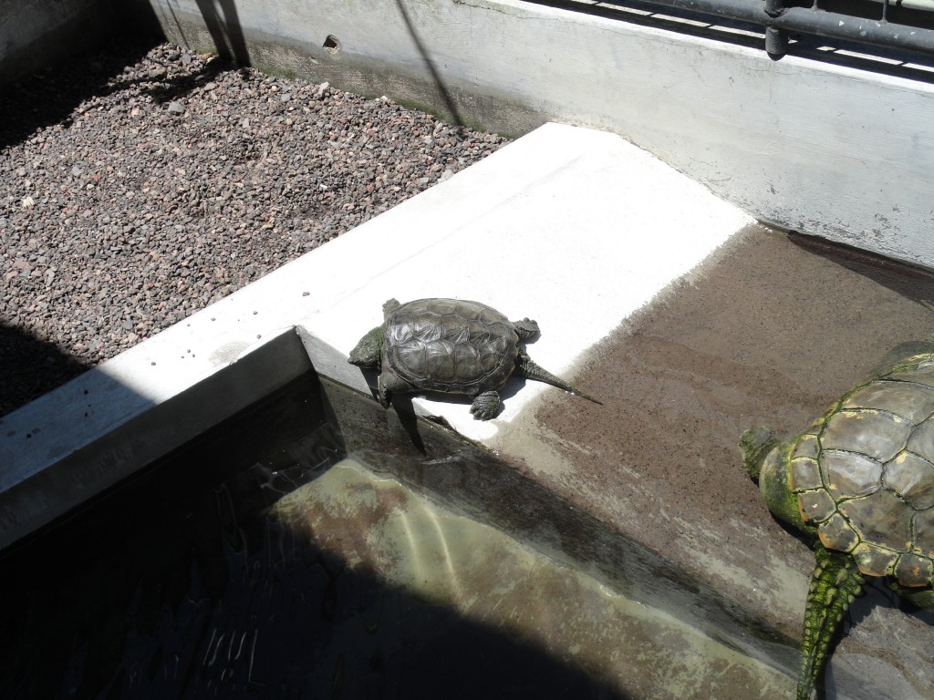 Foto: tortugas - Baños (Tungurahua), Ecuador