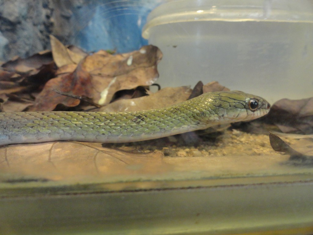 Foto: Serpiente - Baños (Tungurahua), Ecuador