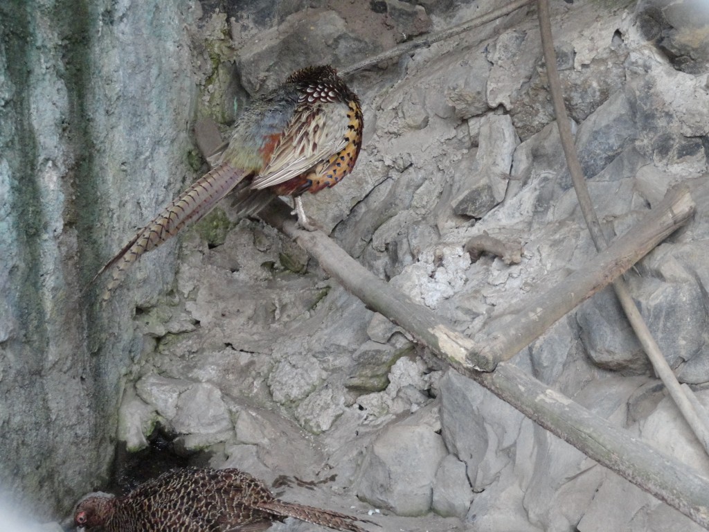 Foto: Ave - Baños (Tungurahua), Ecuador