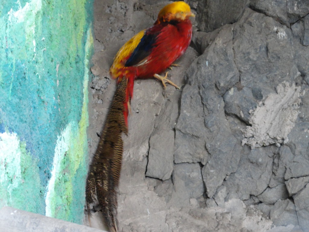 Foto: Ave - Baños (Tungurahua), Ecuador