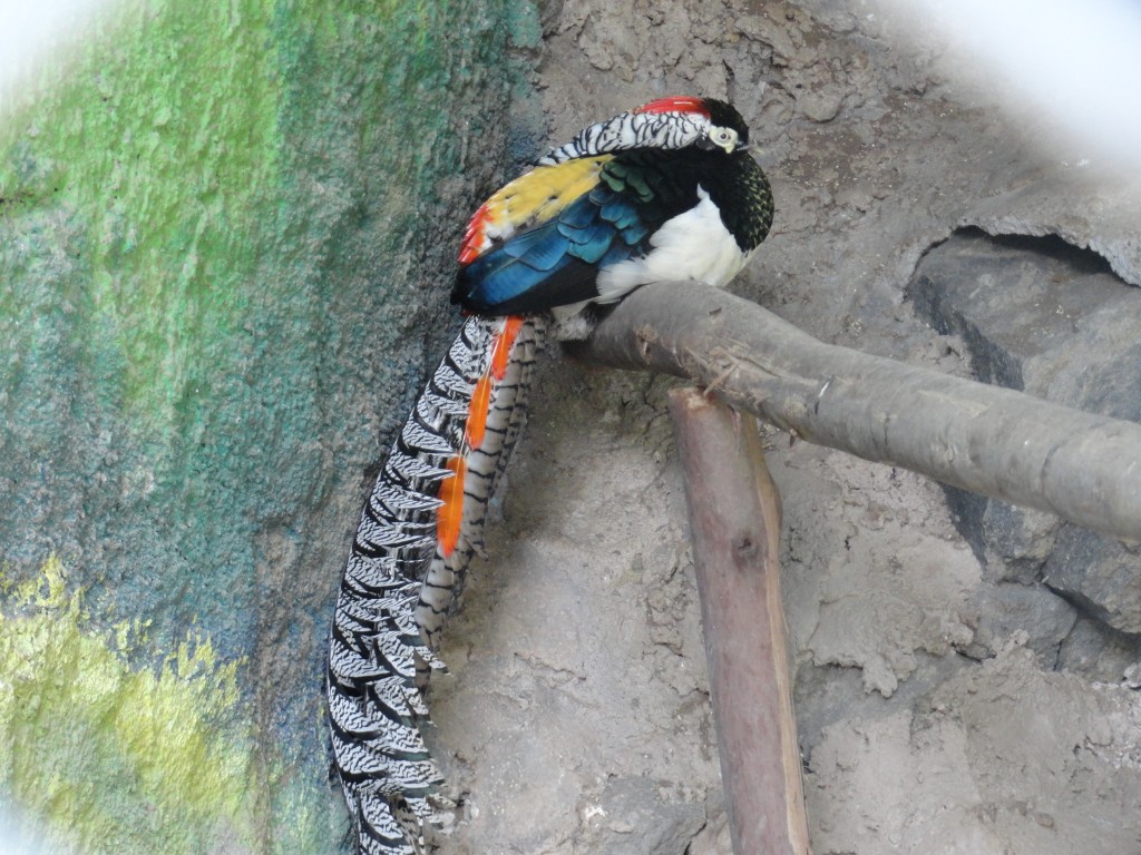 Foto: Ave - Baños (Tungurahua), Ecuador