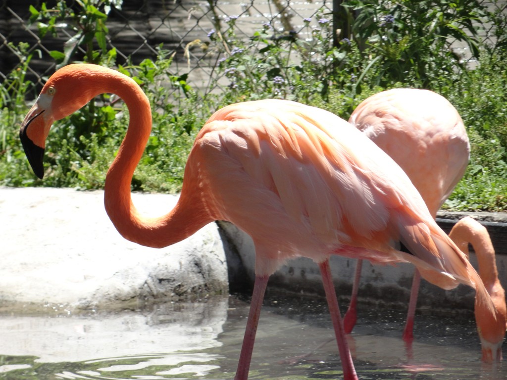 Foto: Flamingos - Baños (Tungurahua), Ecuador