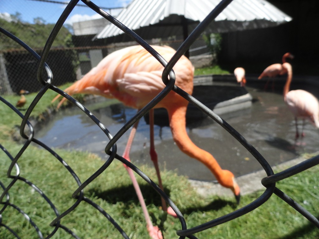Foto: Flamingos - Baños (Tungurahua), Ecuador