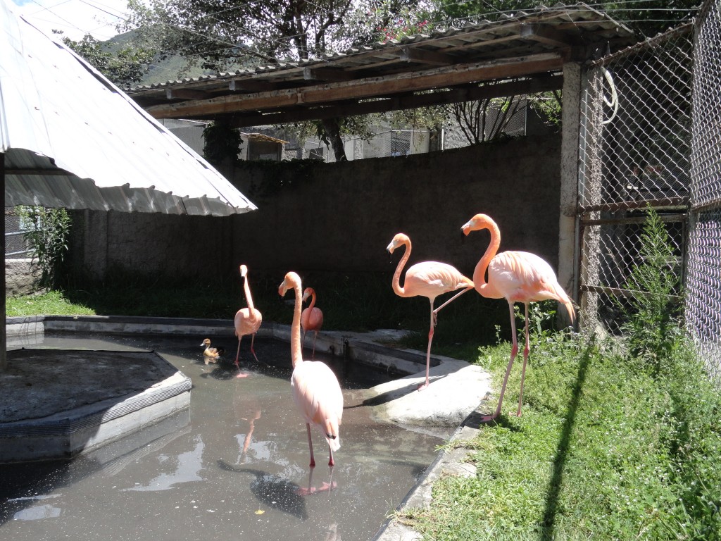 Foto: Flamingos - Baños (Tungurahua), Ecuador