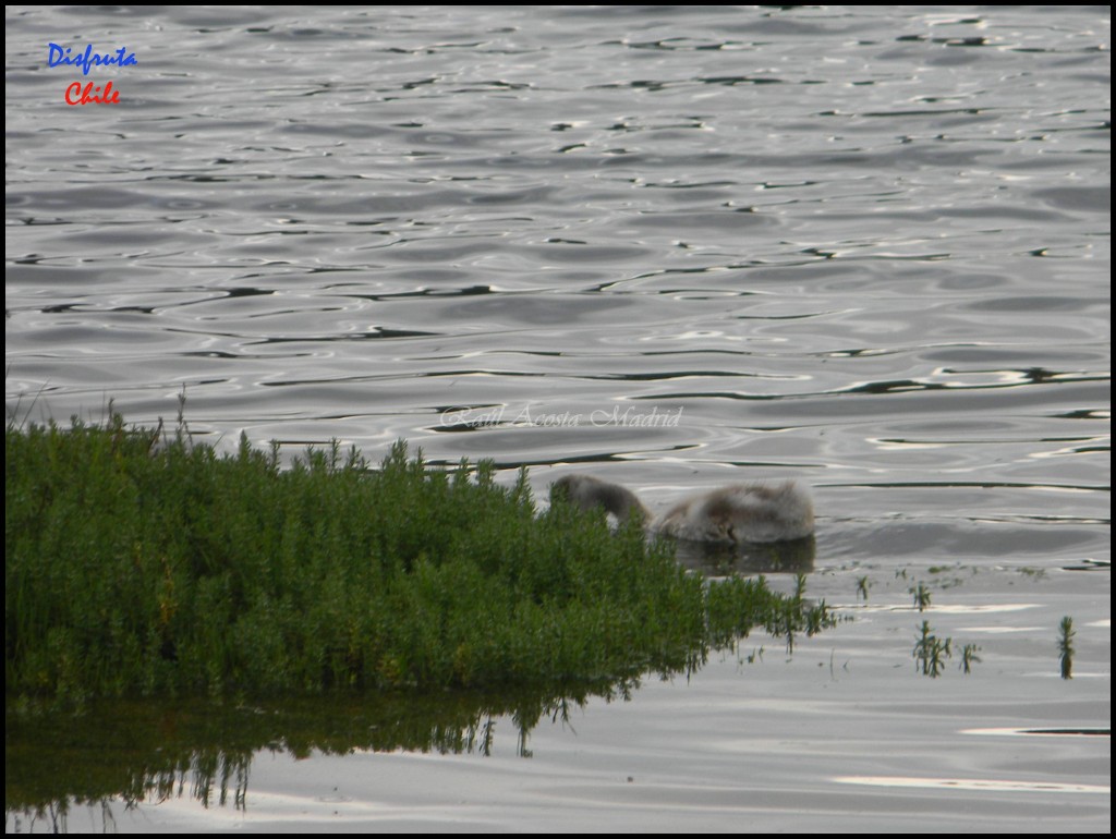 Foto de Cáhuil (Libertador General Bernardo OʼHiggins), Chile