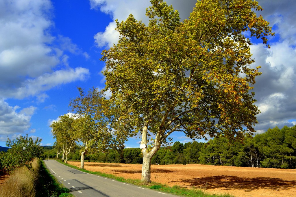 Foto: Plátanos - Fontrubí (Barcelona), España