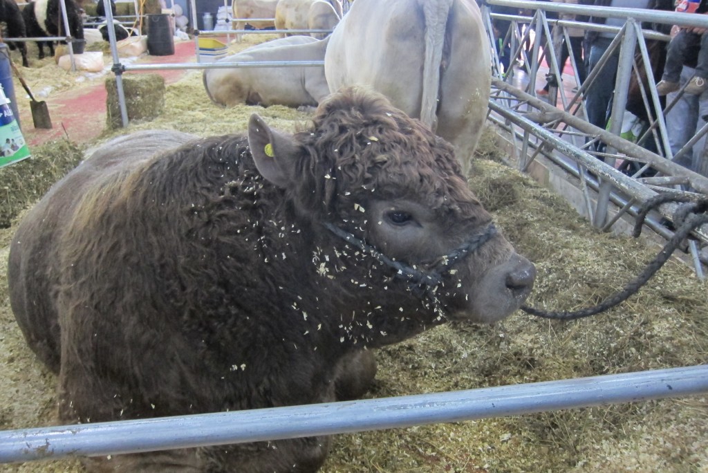 Foto: 126° Exposición de Ganadería, Agricultura e Industria Internacional. - Ciudad Autónoma de Buenos Aires (Buenos Aires), Argentina