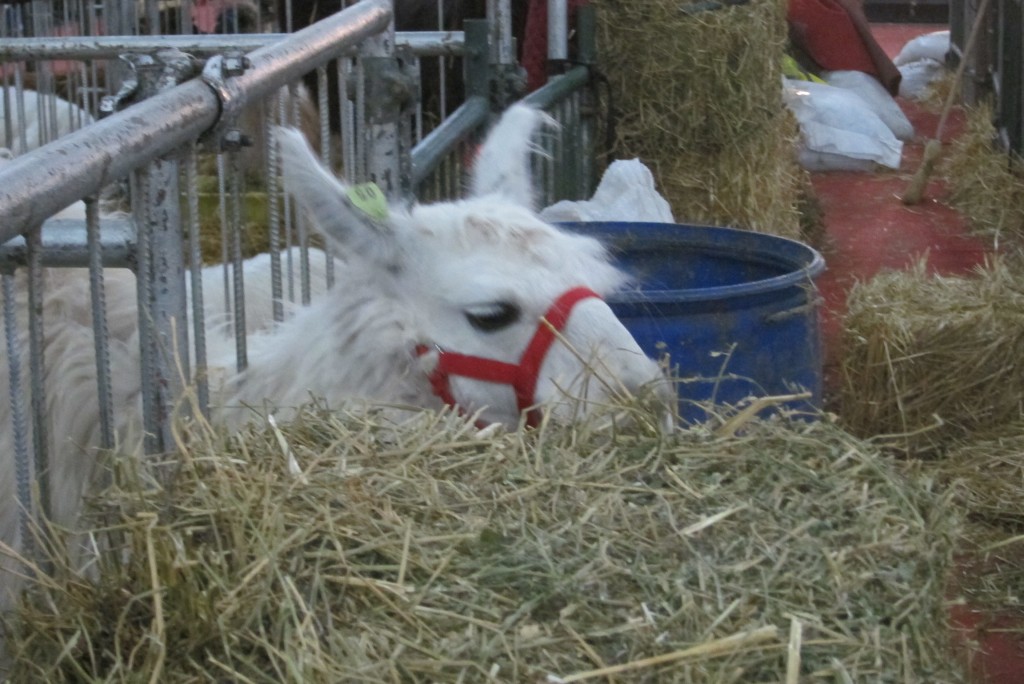 Foto: 126° Exposición de Ganadería, Agricultura e Industria Internacional. - Ciudad Autónoma de Buenos Aires (Buenos Aires), Argentina
