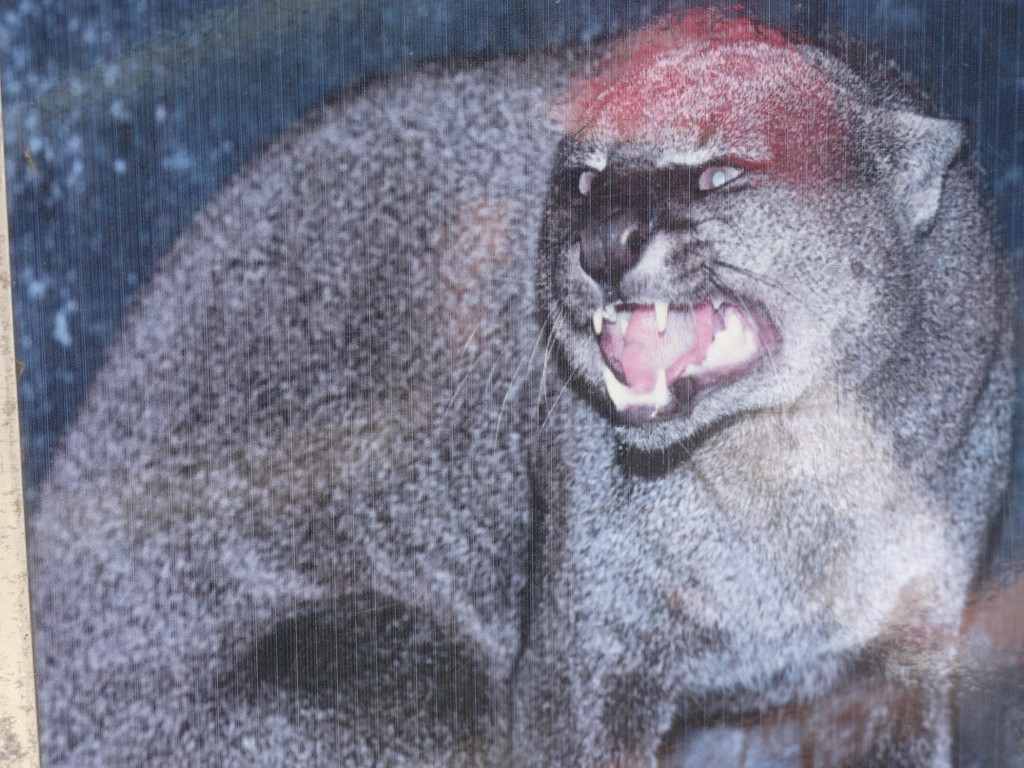 Foto: Puma - Baños (Tungurahua), Ecuador
