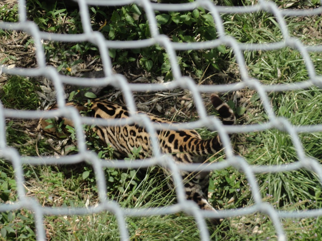 Foto: Tigrillo - Baños (Tungurahua), Ecuador