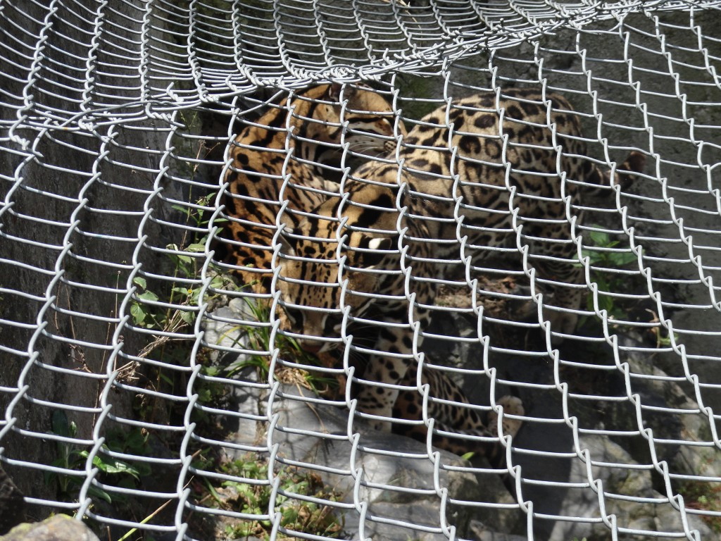Foto: Tigrillo - Baños (Tungurahua), Ecuador
