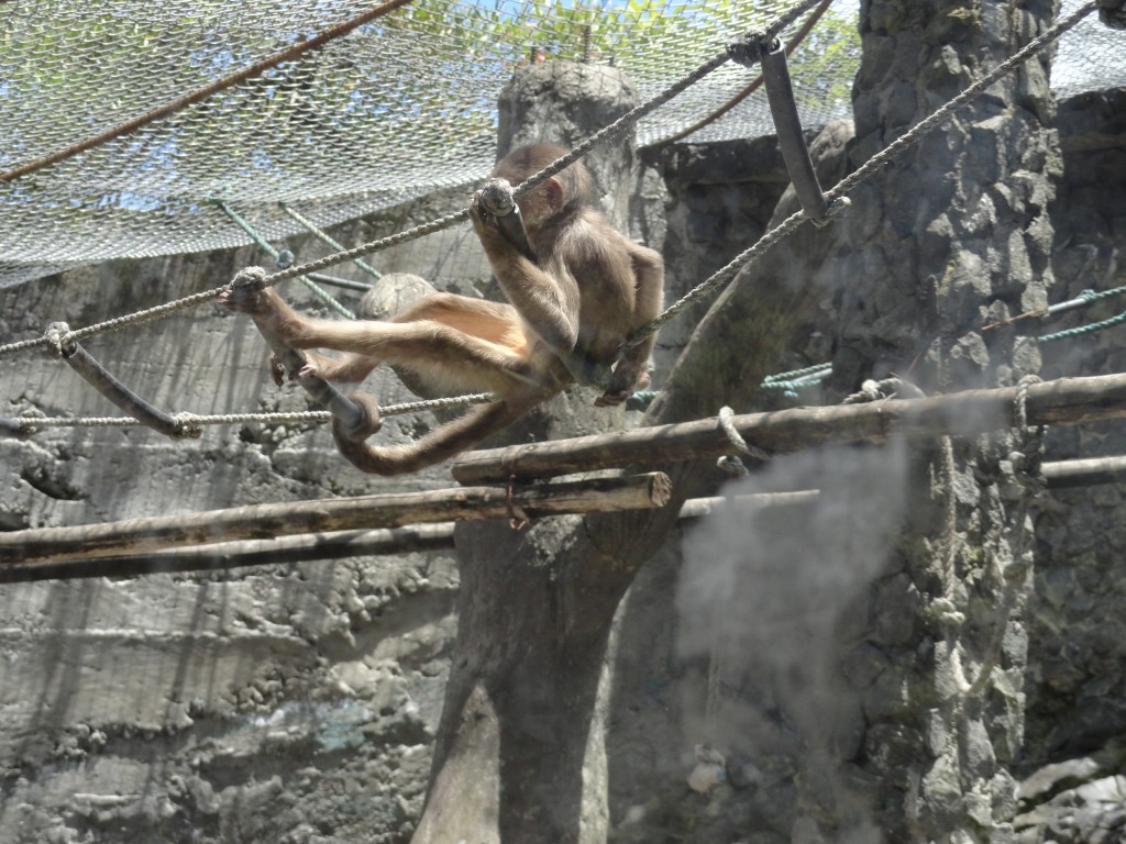 Foto: Mono - Baños (Tungurahua), Ecuador