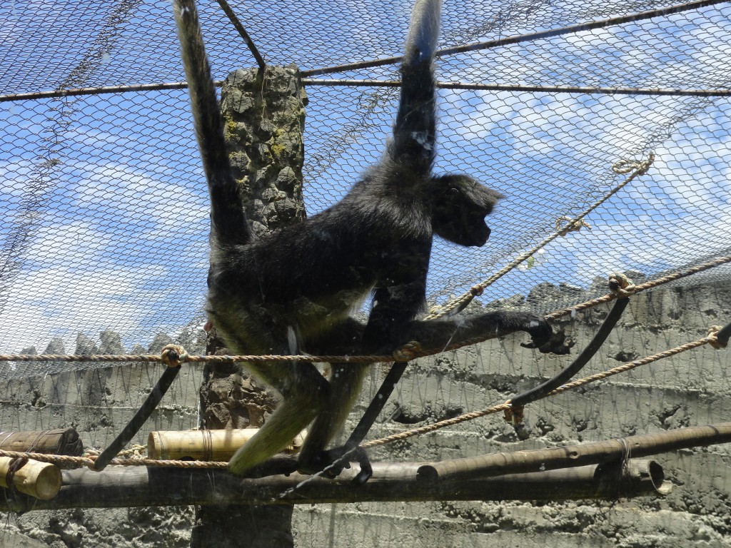 Foto: Mono - Baños (Tungurahua), Ecuador