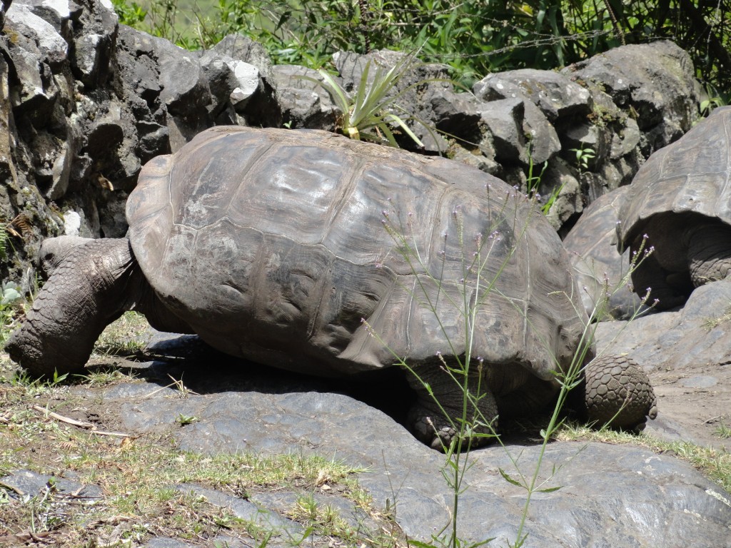 Foto: Galapago - Baños (Tungurahua), Ecuador