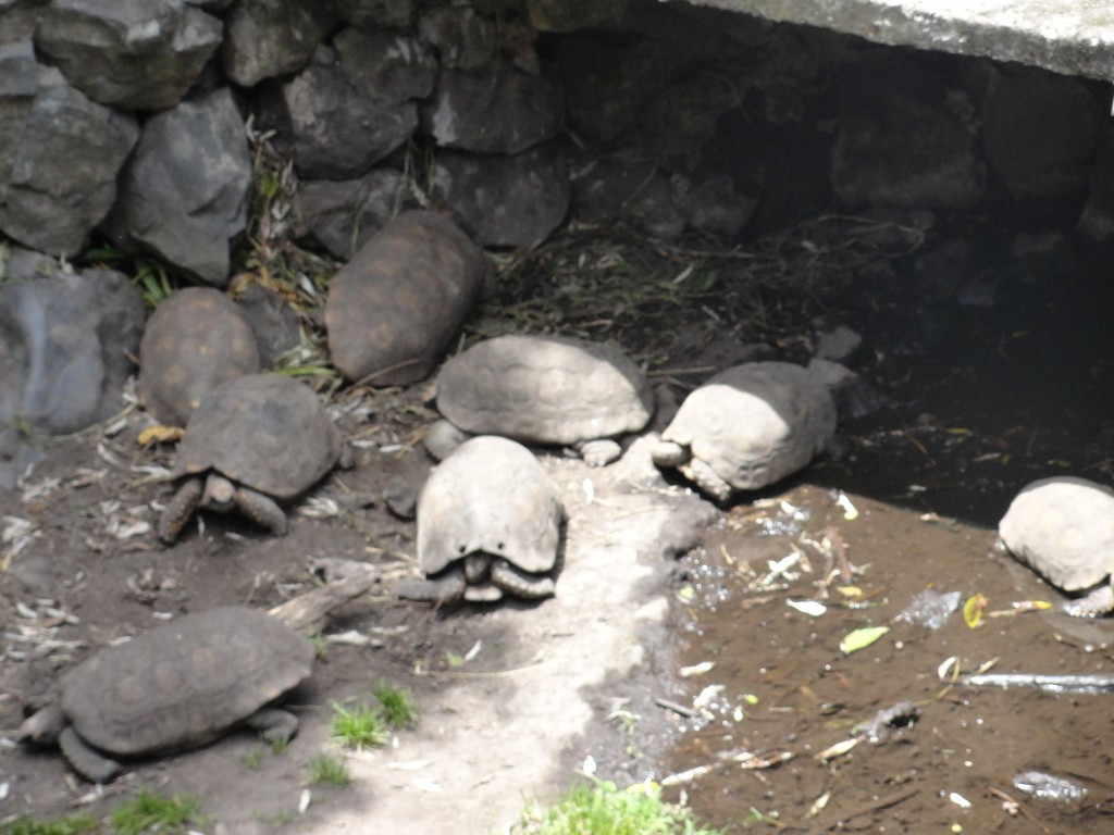 Foto: Tortugas - Baños (Tungurahua), Ecuador