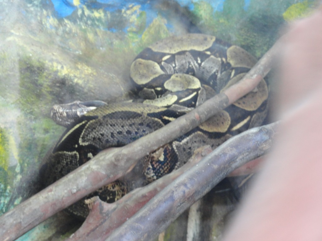 Foto: Boa - Baños (Tungurahua), Ecuador