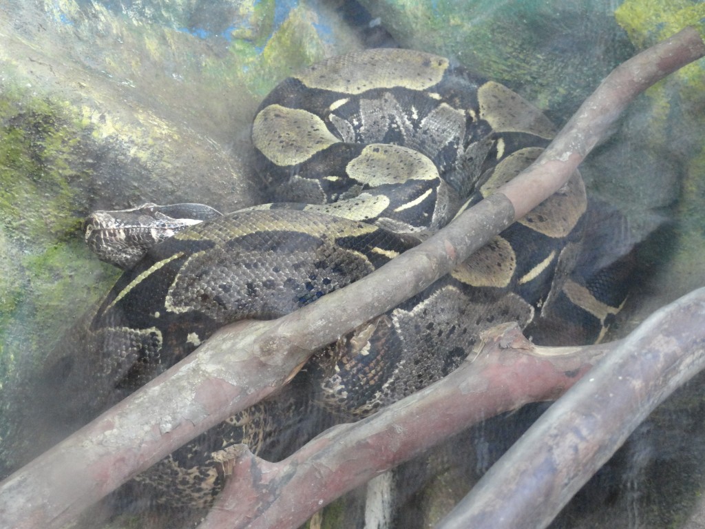 Foto: Boa - Baños (Tungurahua), Ecuador