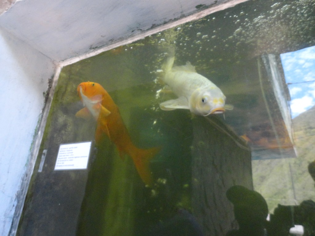 Foto: Peces - Baños (Tungurahua), Ecuador