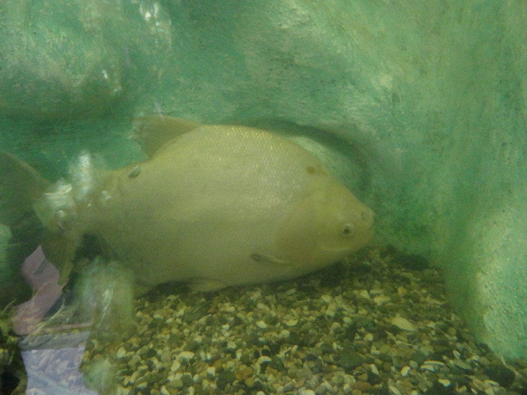 Foto: Pez - Baños (Tungurahua), Ecuador