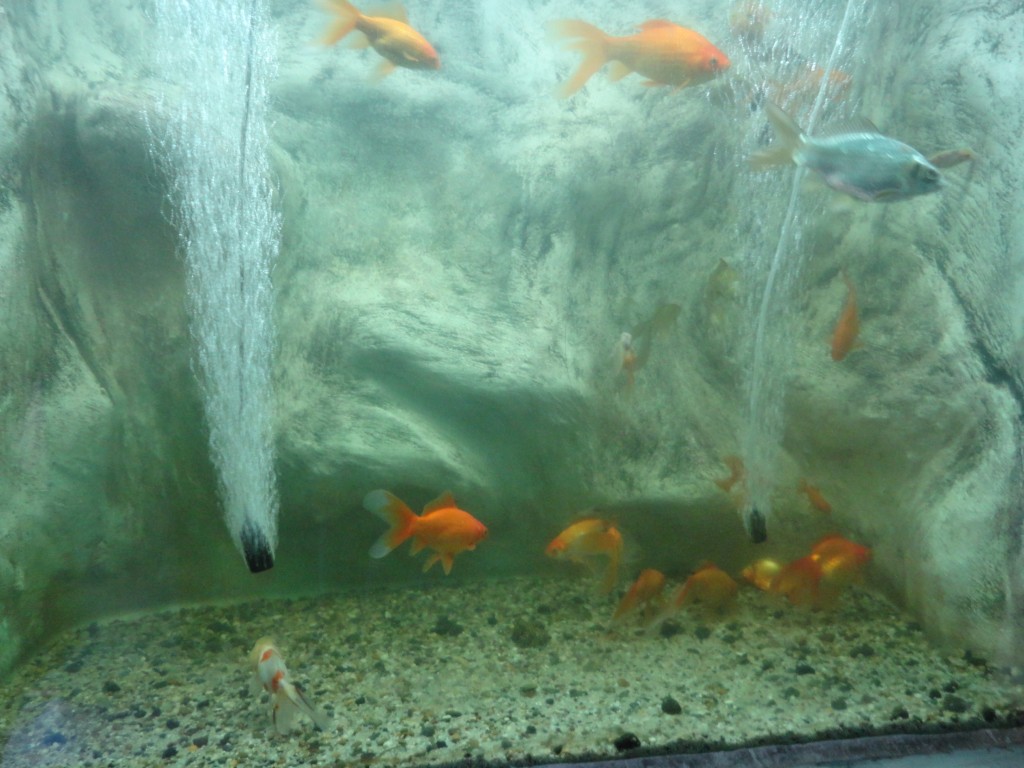 Foto: Peces - Baños (Tungurahua), Ecuador