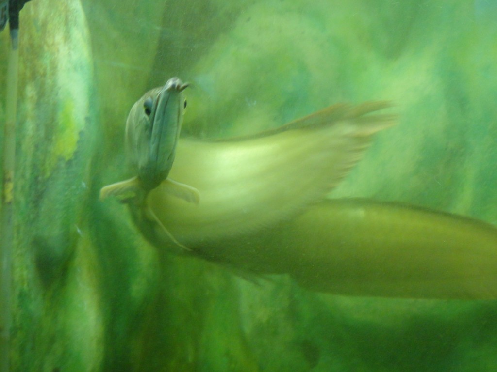 Foto: Pez - Baños (Tungurahua), Ecuador