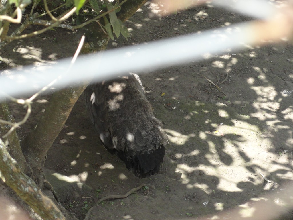 Foto: Cola de pavo real - Baños (Tungurahua), Ecuador