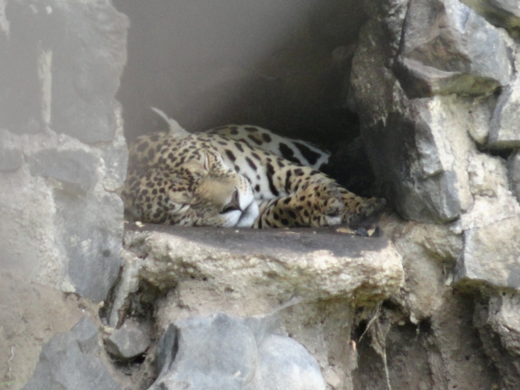 Foto: Tigre - Baños (Tungurahua), Ecuador